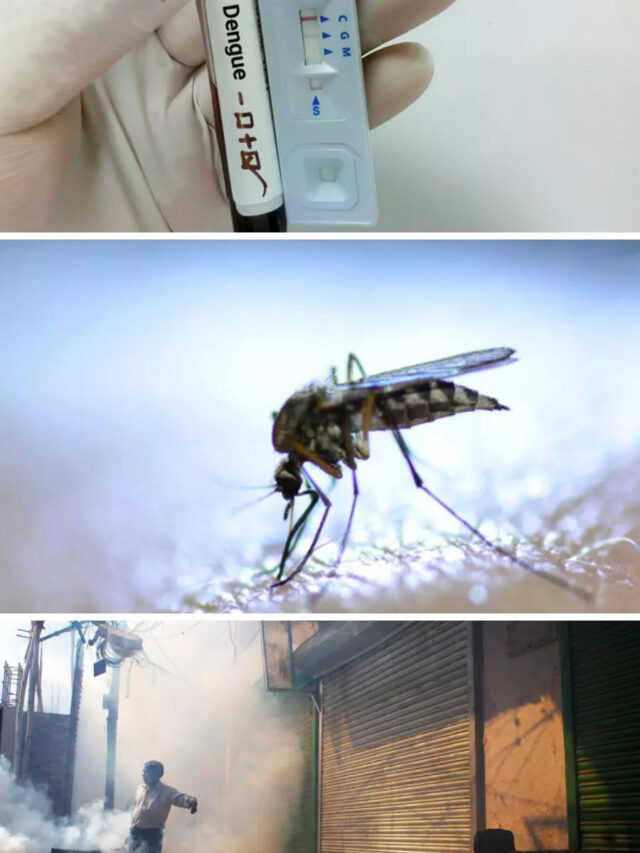 Dengue: Here’S Everything You Need To Know About Dengue