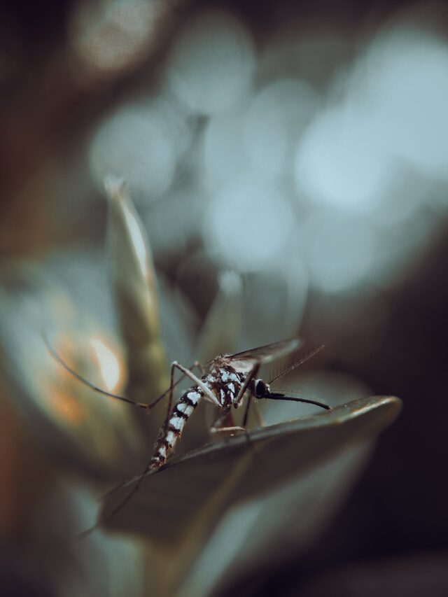 Tips To Prevent Dengue Fever